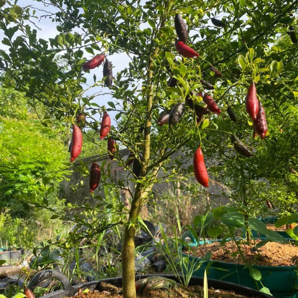 A fruiting finger lime tree at our farm