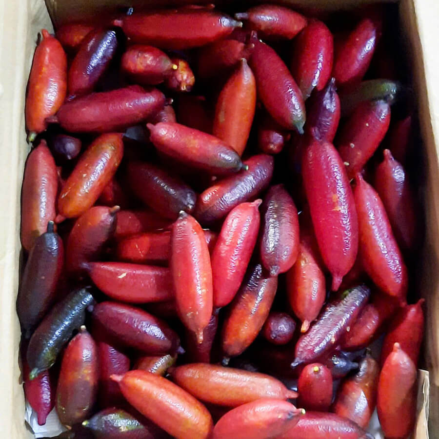 Freshly harvested finger lime fruit